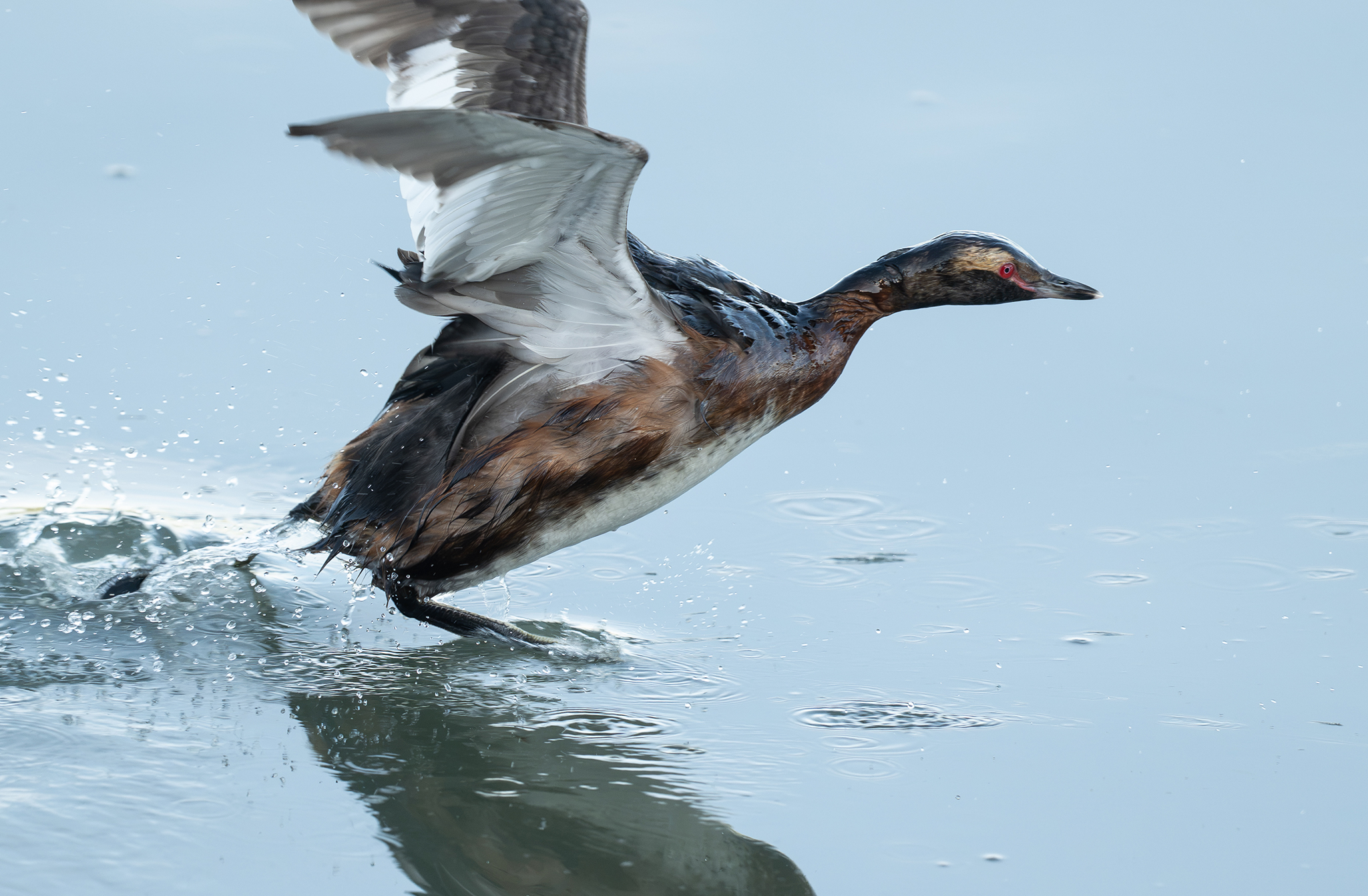 Grèbe esclavon (Podiceps auritus)
