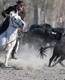 Salon du cheval Camargue 2022<br>Concours du tri du bétail à cheval