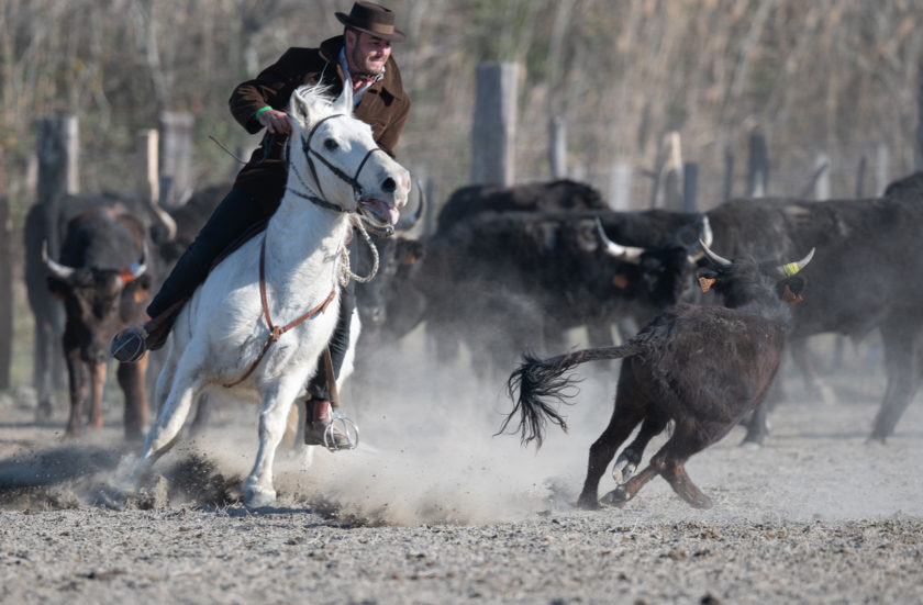 Salon du cheval Camargue 2022<br>Concours du tri du bétail à cheval