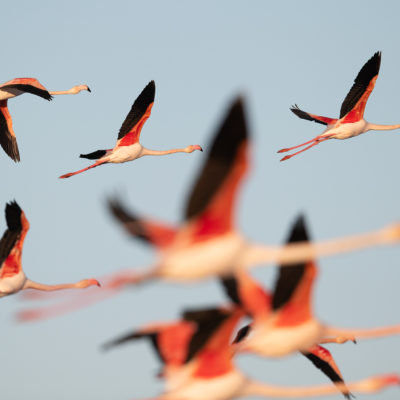 Les flamants roses du parc ornithologique du pont de Gau