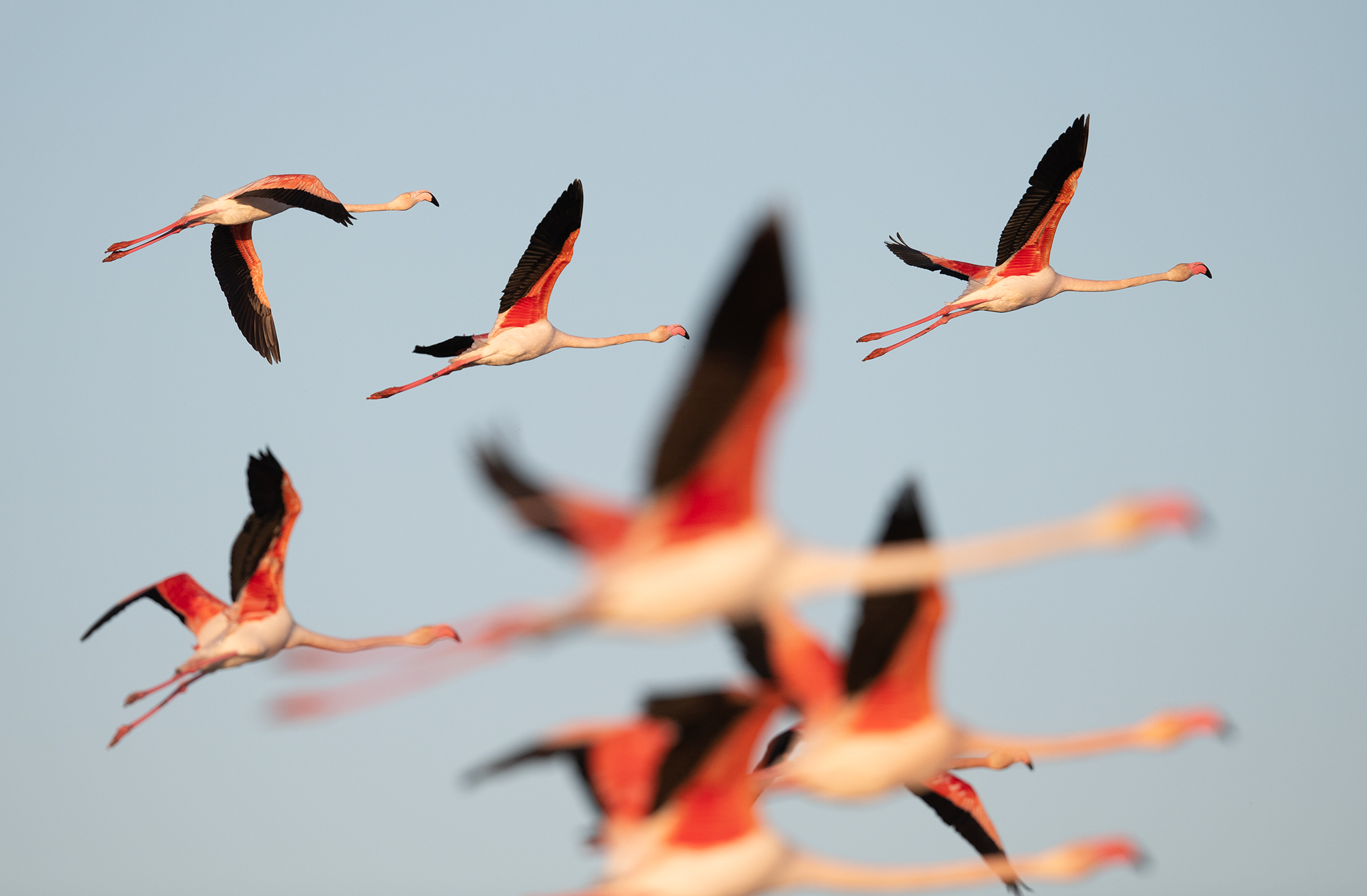 Les flamants roses du parc ornithologique du pont de Gau