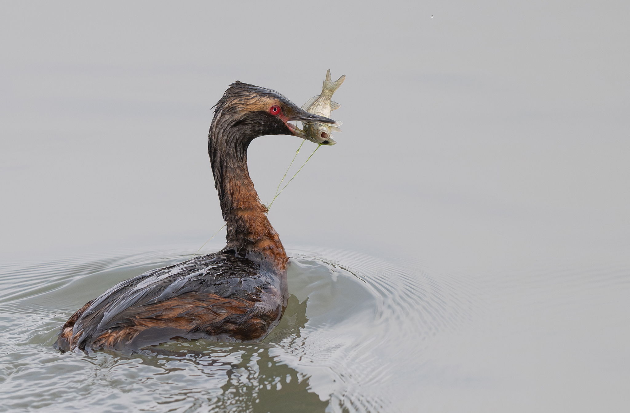 Grèbe esclavon (Podiceps auritus)