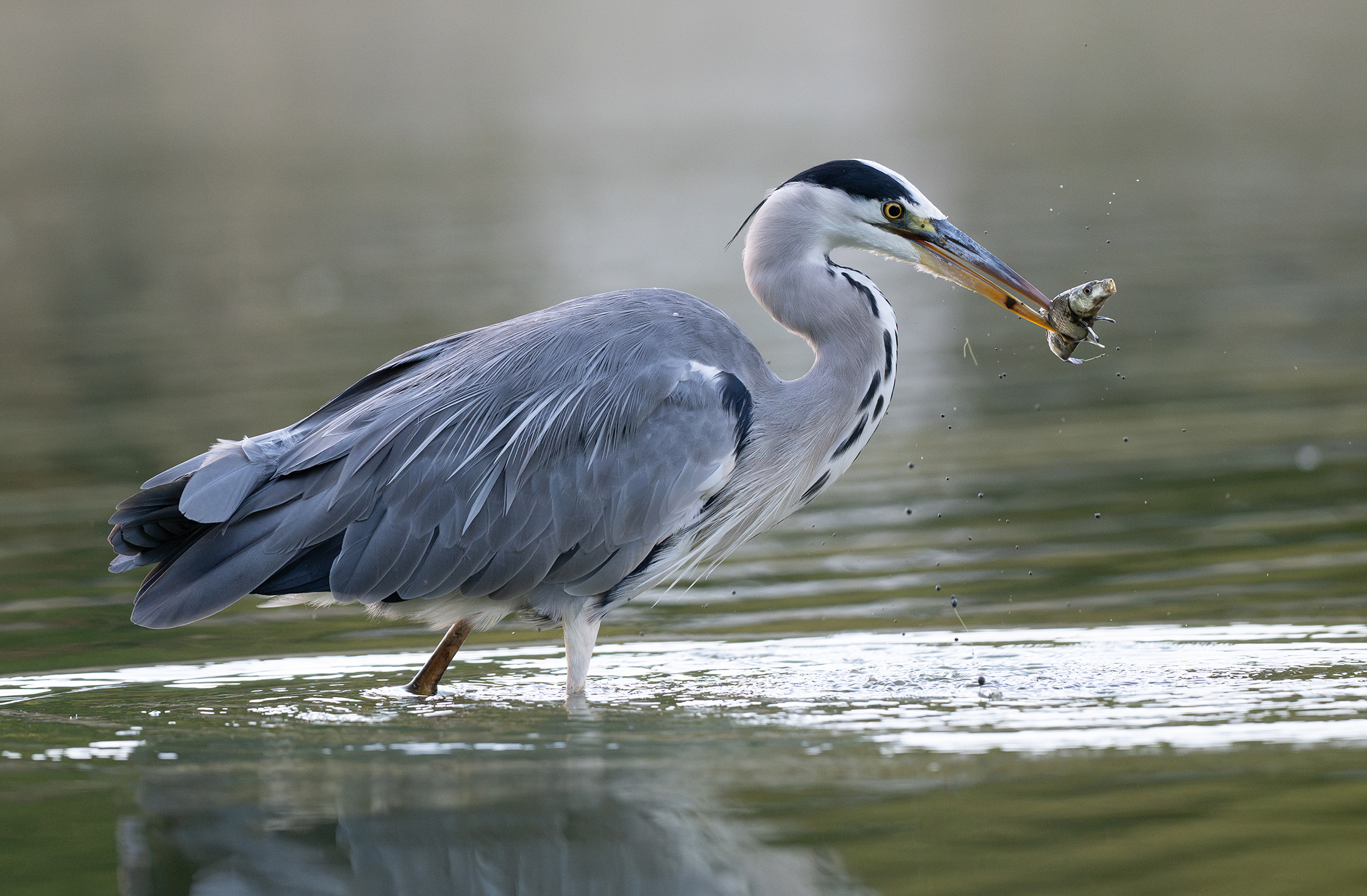 Héron cendré (Ardea cinerea) - Étang de Meudon