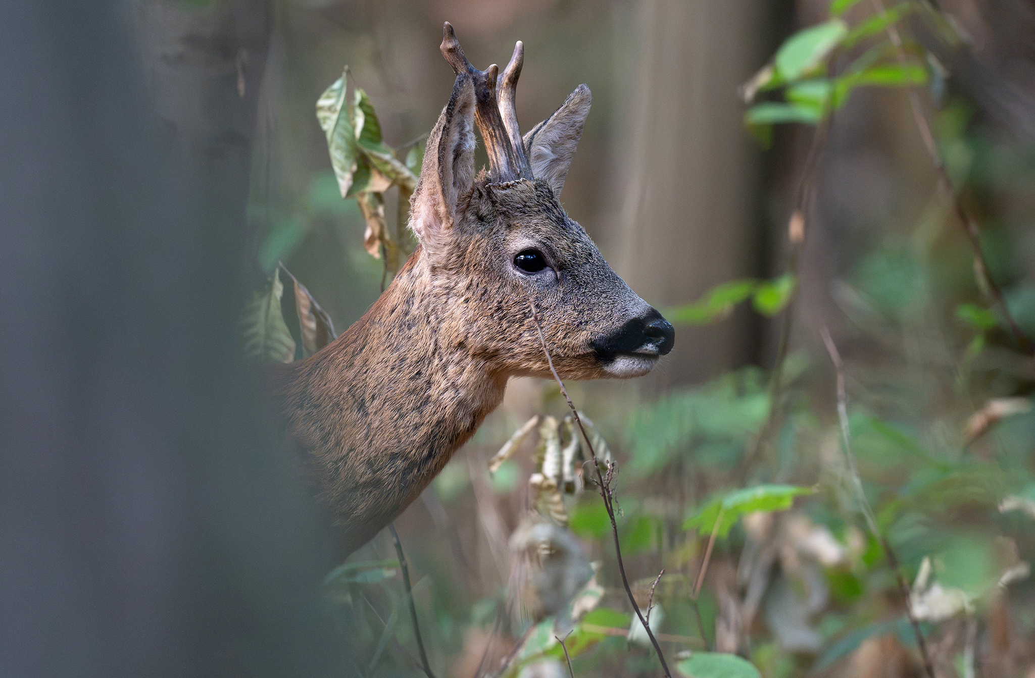Le Chevreuil d'Europe, Capreolus capreolus 