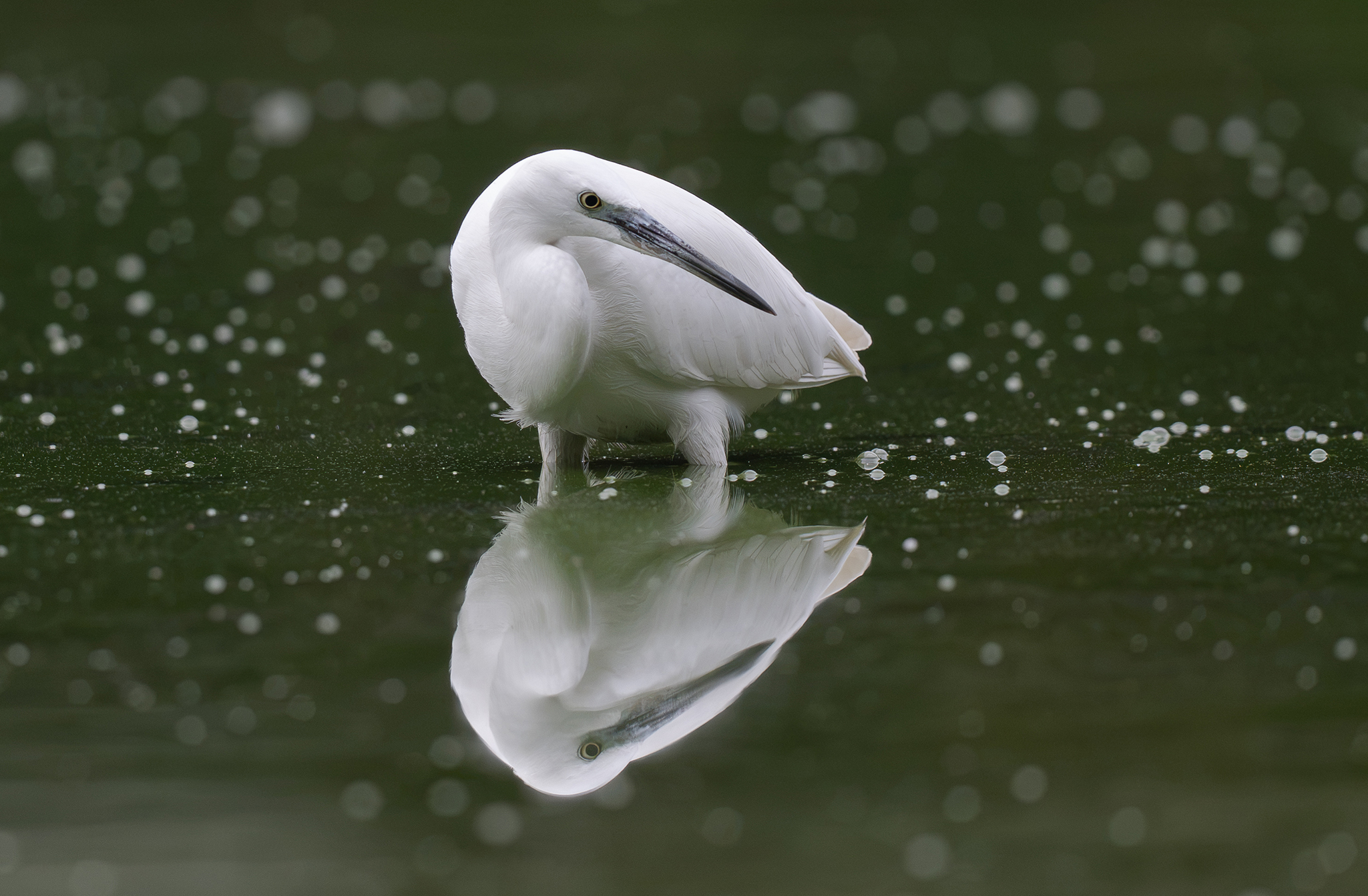  Aigrette garzette (Egretta garzetta)