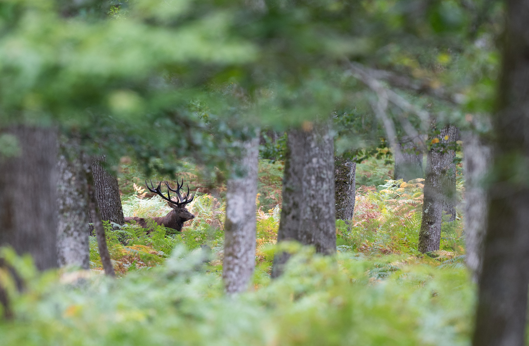 Cerf élaphe (Cervus elaphus) Parc animalier de Boutissaint (89520)